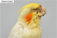 玄鳳鸚鵡藏品圖，第15張